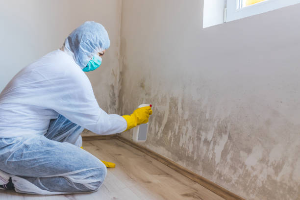 Licensed Mold Testing service in Winburne, PA - WQB Mold Removal