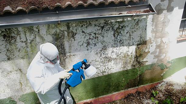 Top rated local Mold Testing specialists in Winburne, PA